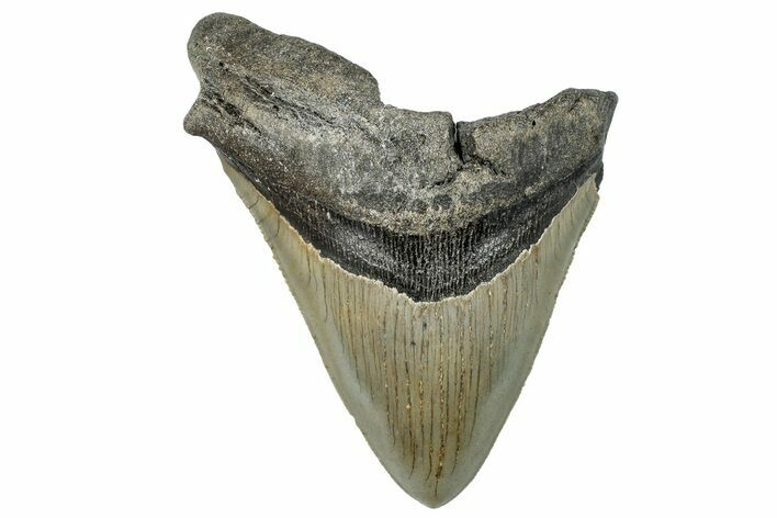 Bargain, Fossil Megalodon Tooth - Serrated Blade #294697